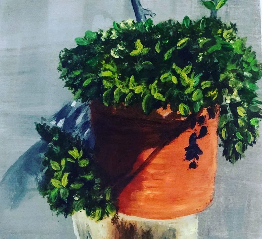 A leafy green plant in a terracotta pot